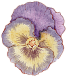 Ilustração autoral de flor