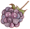 Ilustração autoral de amora