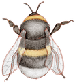 Ilustração autoral de abelha