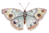 Ilustração autoral de borboleta